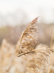 Yellow autumn fluffy feather grass with seeds on curved stems in light wind. Hello autumn concept. Natural background with copy space