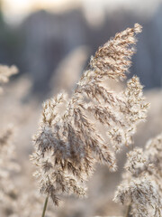 Yellow autumn fluffy feather grass with seeds on curved stems in light wind. Hello autumn concept. Natural background with copy space
