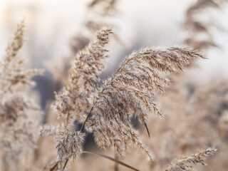 Yellow autumn fluffy feather grass with seeds on curved stems in light wind. Hello autumn concept. Natural background with copy space