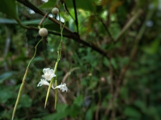 close up of fruiting and flowering plants (bili plants)