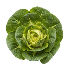 Obraz premium Top down view of a fresh, green ornamental cabbage head PNG. A unique leafy vegetable with a beautiful, flower like shape for healthy food concepts or garnishes isolated