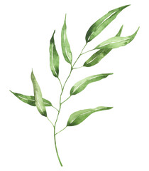 Watercolor eucalyptus branch with green leaves isolated on white background. Elegant botanical illustration perfect for wedding invitations, fabric, and natural design projects.