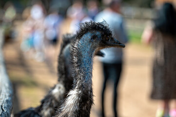 Close-up of emus in a farm setting with visitors enjoying the outdoors in the background