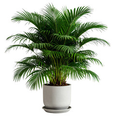 Obraz premium Palm Paradise: A lush, vibrant palm gracefully thrives in a stylish white ceramic pot, representing tropical beauty and serenity.
