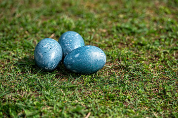 Colorful blue Easter eggs placed on green grass during springtime
