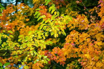 Autumn yellow trees in the city park.