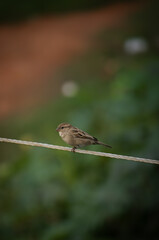 sparrow on a branch