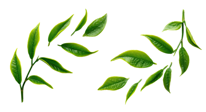 Stylized tea leaves, two sprigs, vibrant green