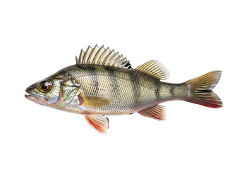 Side View of Perch Fish with Striped Body and Spiny Dorsal Fin on White Background