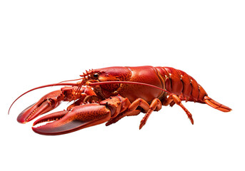 Bright Red Lobster with Large Claws and Long Antennae on White Background