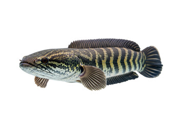 Northern Snakehead Fish with Striped Body on White Background