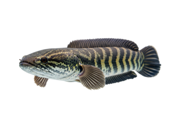 Northern Snakehead Fish with Striped Body on White Background