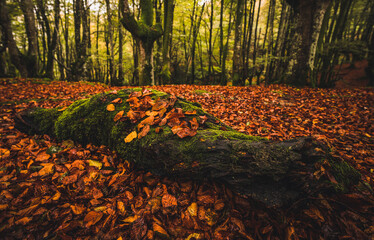 Tronco con musgo cubierto de hojas con color oto&ntilde;al, parque natural de Urkiola, Pais Vasco