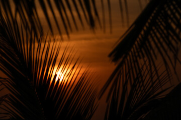 A tropical sunset, seen through the fronds of the exotic palm tree. The sky is a deep, burnt Orange