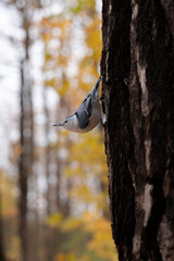 great spotted woodpecker