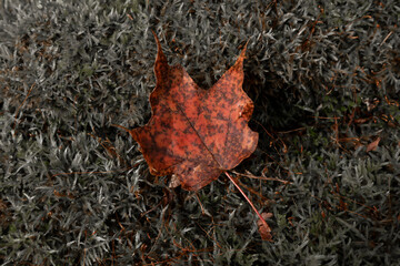 red maple leaf