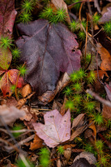 fallen autumn leaves
