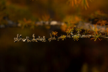 autumn leaves on the ground