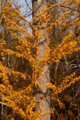 autumn in the forest