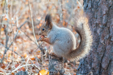 The squirrel with nut sits on tree in the autumn. Eurasian red squirrel, Sciurus vulgaris.