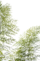 Delicate bamboo leaves sway against a bright, white sky