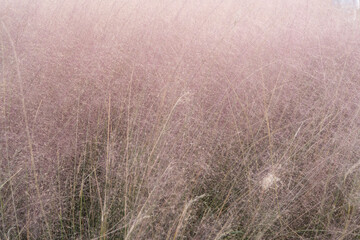 A field of pink muhly grass sways softly in the breeze.