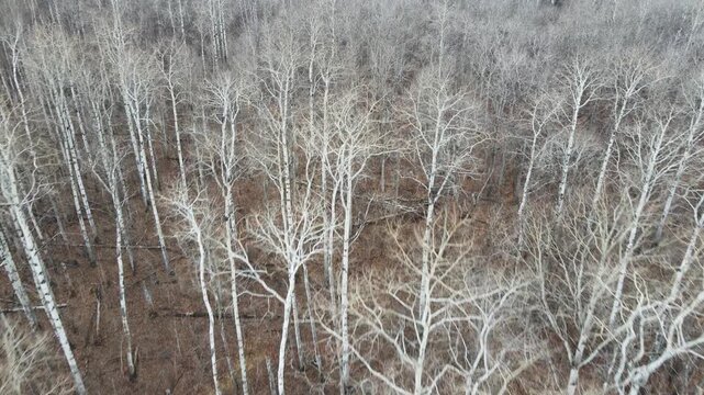 Drone aerial view looking down while moving forward of an autumn aspen forest with leafless trees.