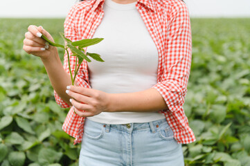 Female farmer examining soybean plant in cultivated field