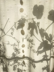Plant Shadows on Fabric Curtain