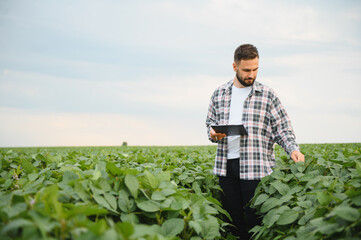 Fototapeta premium Agronomist examining crops in soybean field using tablet