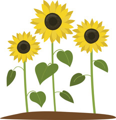 Sunflowers with green leaves isolated on white background vector flat illustration.