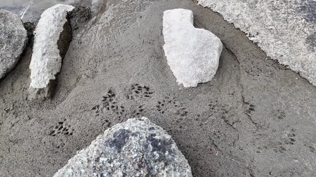 Camera glides from tiny weasel tracks to a massive bear paw print in wet river sand &mdash; dramatic contrast of scale revealing nature&rsquo;s hidden stories and wild presence.