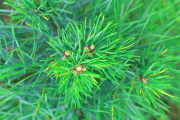 Beautiful close-up of pine branch with green needles for Christmas or New Year greeting card