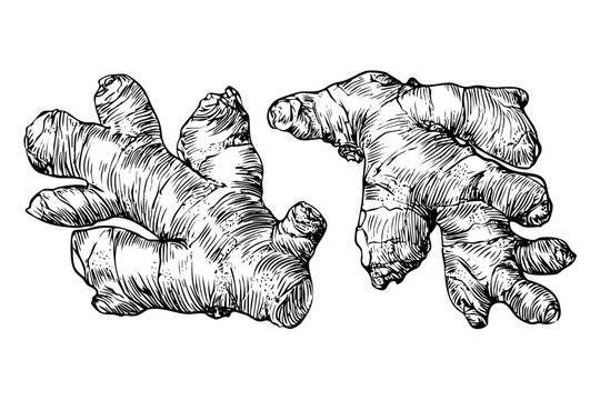 Two ginger root illustrations with botanical sketch style. Monochrome engraved ginger spice. Healthy food ingredient vector.