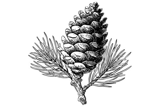 Realistic pine cone illustration surrounded by detailed pine needles, hand drawn sketch style, perfect for botanical themes, isolated on white.