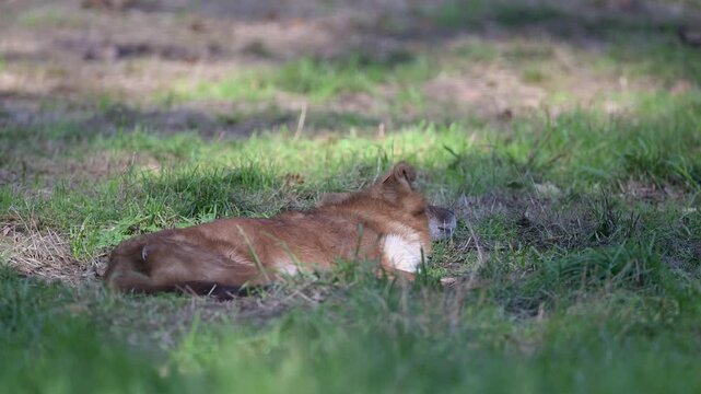 Male Dhole resting and sleeping lying in the grass in a plain. Cuon alpinus, R&eacute;serve zoologique de la Haute-Touche, Azay le Ferron, Indre 36, r&eacute;gion Centre Val de Loire, France, European Union, Europe