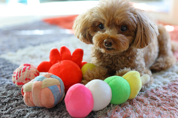 おもちゃを自分のものだと主張するトイ・プードル