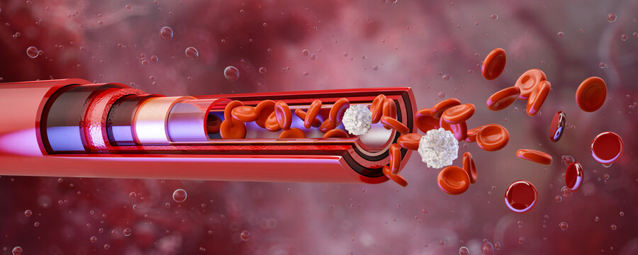 Red blood cells and leukocytes moving through an artery cross section. Human cardiovascular system medical scientific 3D. Healthcare, hematology science, biology, blood vessel anatomy, biotechnology
