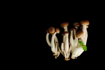 Fresh shimeji mushrooms with herbs on black background. Vegan ingredient for healthy eating