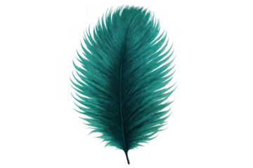 Teal feather floating, lightweight and soft plume, abstract texture for design and decoration, transparent background