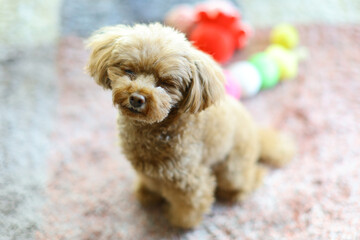 目を閉じているトイ・プードル