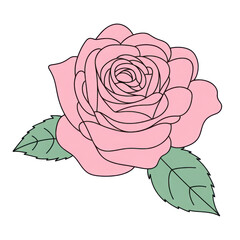 Stylized pink rose illustration isolated on transparent background