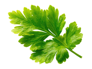 Close-up of a vibrant green parsley leaf, sharply detailed against a black background.  The leaf's many fine segments are clearly visible, with a slightly glossy texture