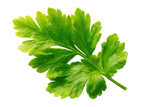 Close-up of a vibrant green parsley leaf, sharply detailed against a black background.  The leaf's many fine segments are clearly visible, with a slightly glossy texture