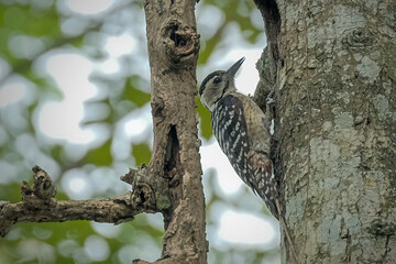 Great Spotted Woodpecker foraging for insects