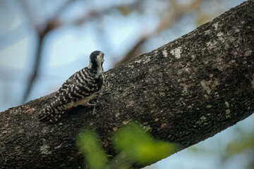 Great Spotted Woodpecker foraging for insects