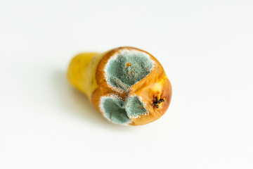 Rotten pear with mold on white background
