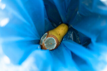 Rotten pear with mold inside a blue trash bag, close up view