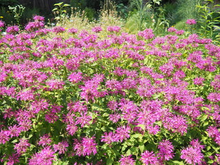 Obraz premium Monarda is genus of flowering plants in mint family. Monarda are used in beds and borders to attract hummingbirds, pollinating insects and insects that control garden pests. Bright pink purple flowers