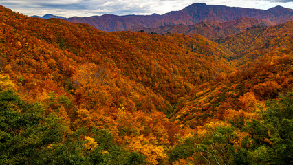 紅葉の広がる山々　秋の枝折峠　魚沼の絶景